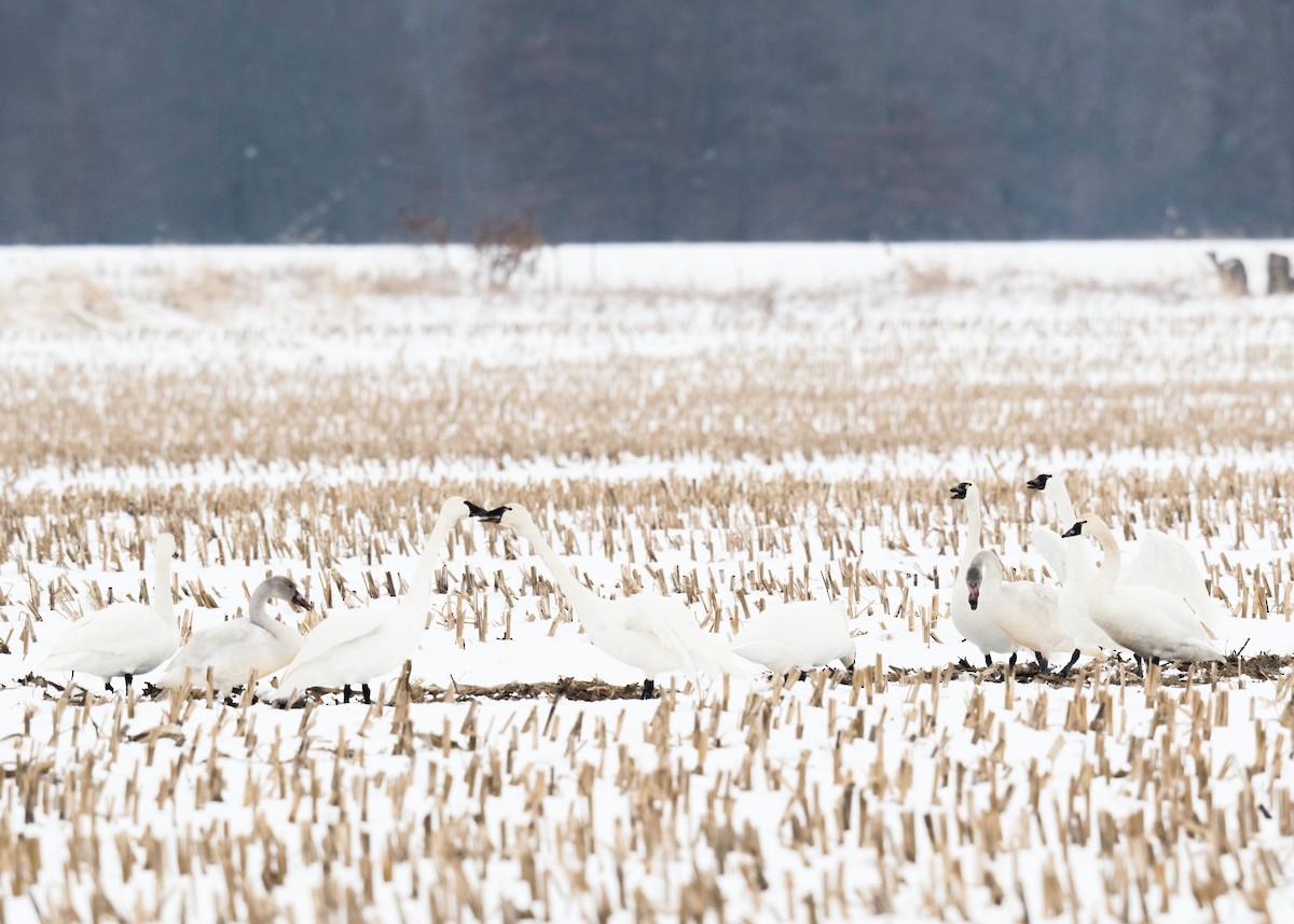 Tundra Swan - ML646525659