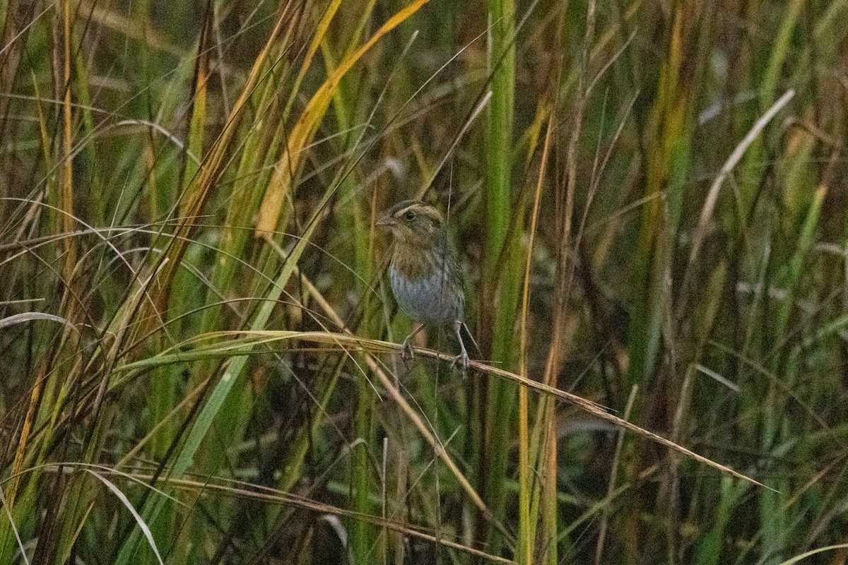 nålstjertspurv - ML646525661