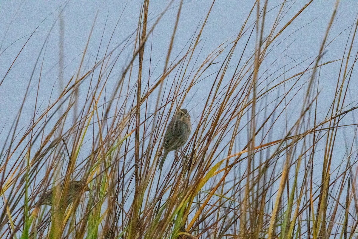 nålstjertspurv - ML646525662