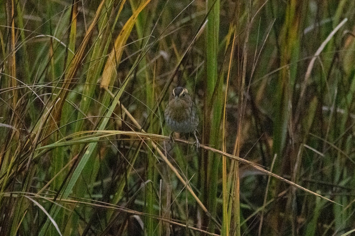 nålstjertspurv - ML646525663