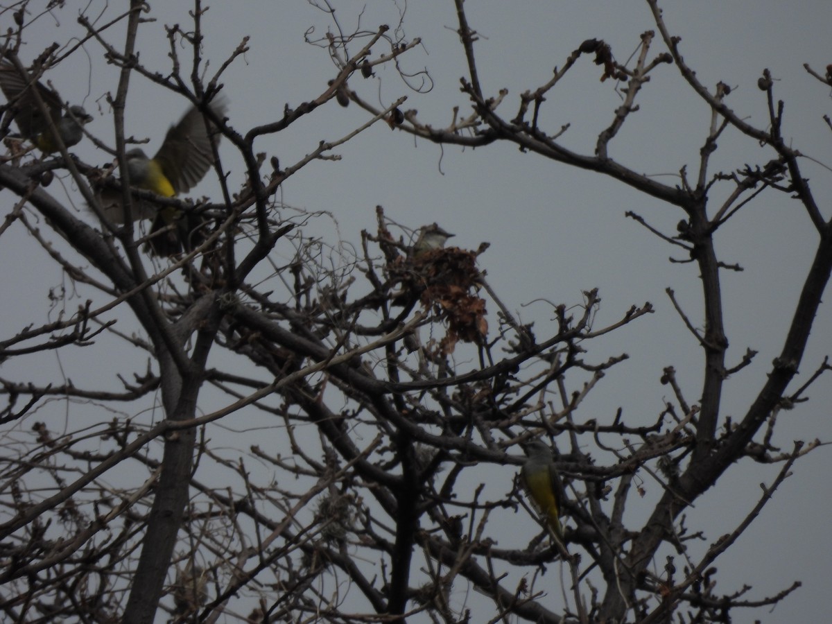 Западный тиранн - ML646525664