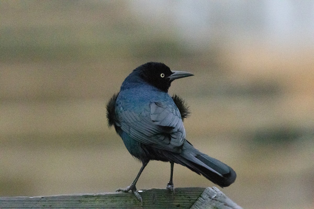 Boat-tailed Grackle - ML646525666