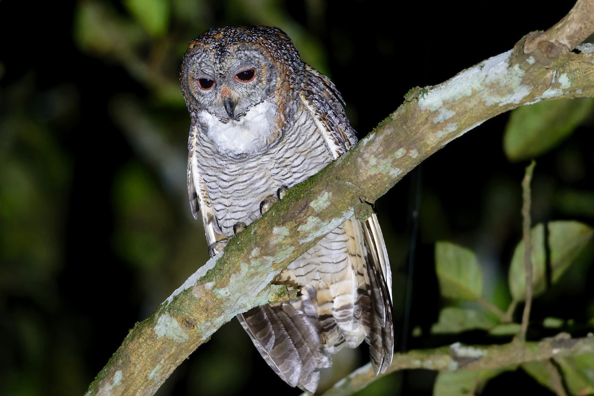 Mottled Wood-Owl - ML646525668