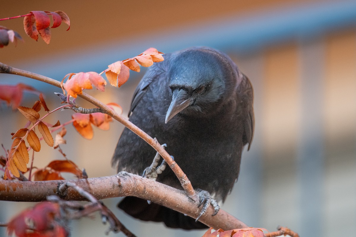 American Crow - ML646525672