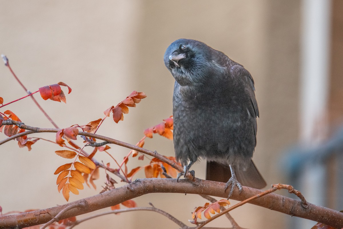 American Crow - ML646525673