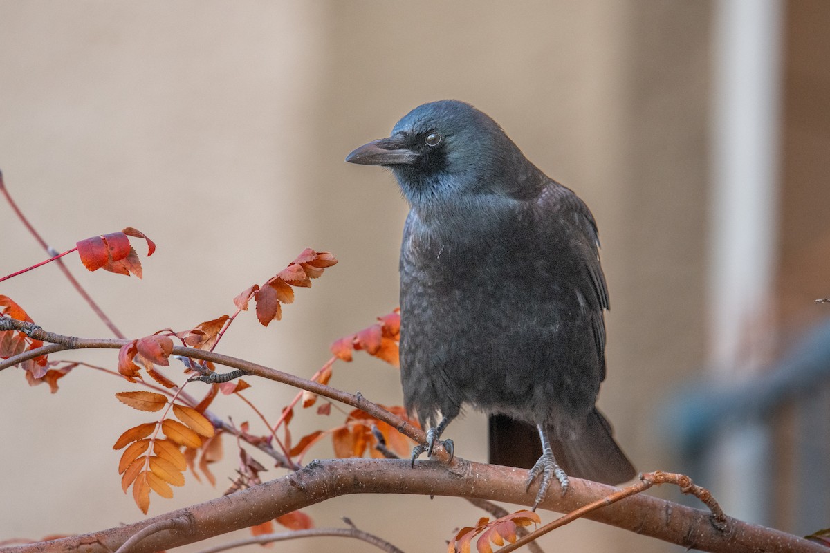 American Crow - ML646525674