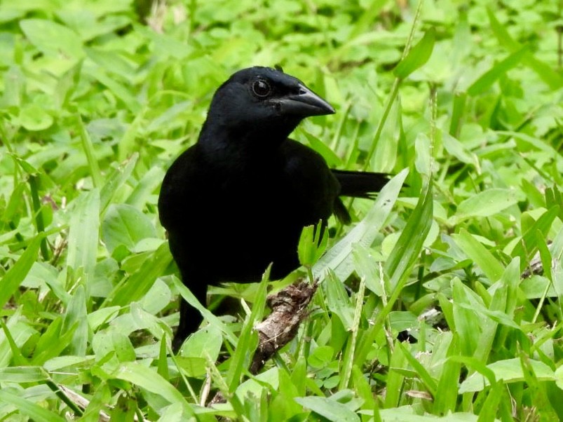 Melodious Blackbird - ML646525684