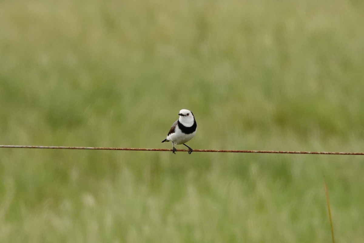White-fronted Chat - ML646525685