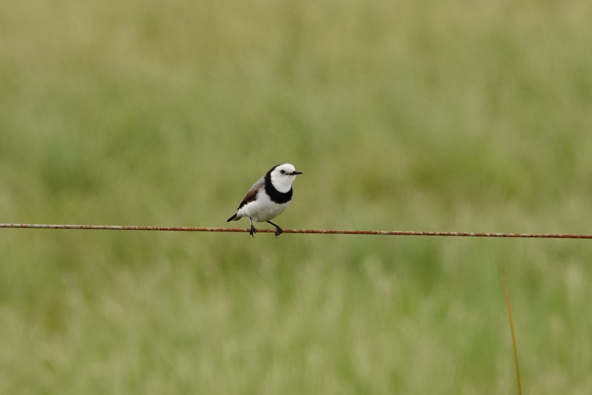 White-fronted Chat - ML646525686