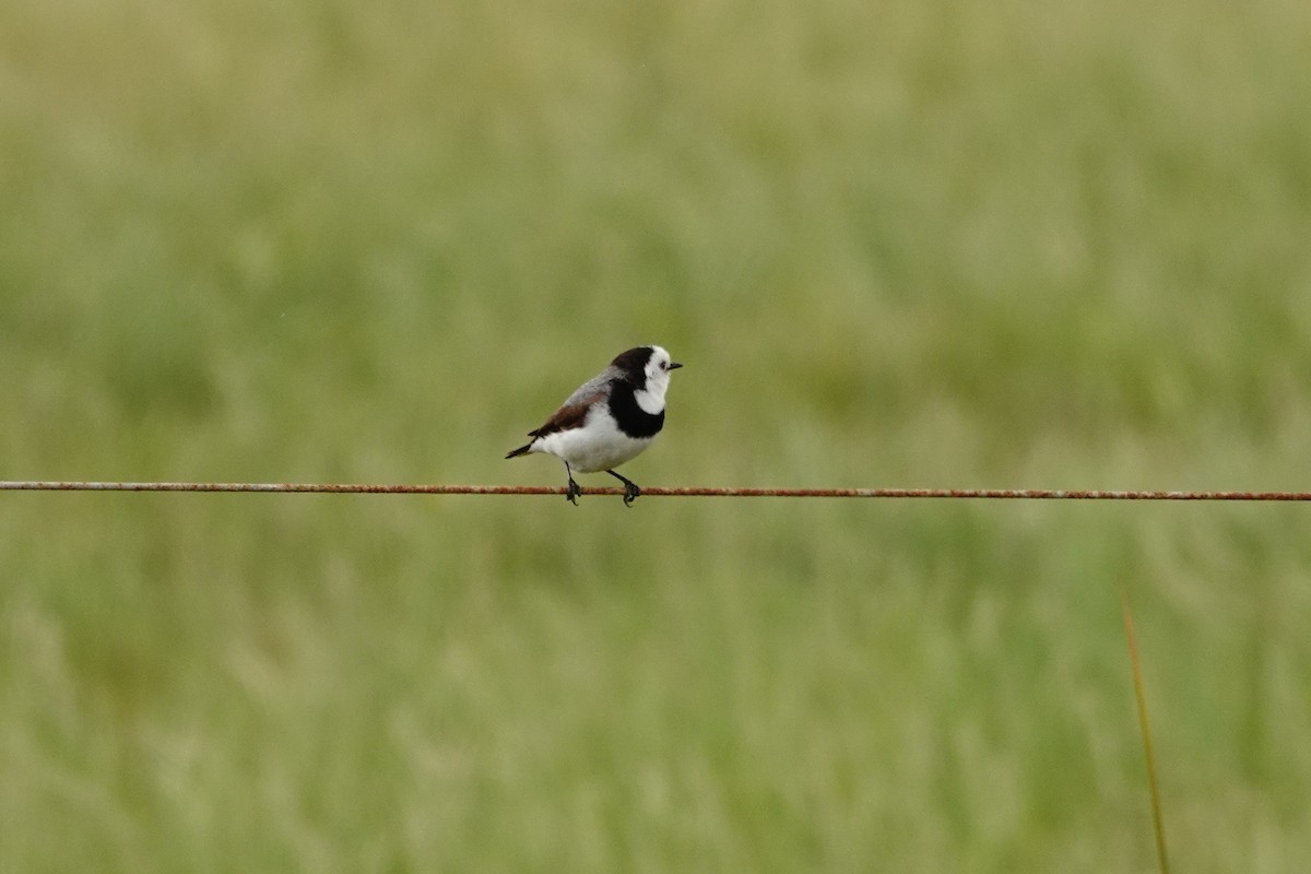 White-fronted Chat - ML646525687