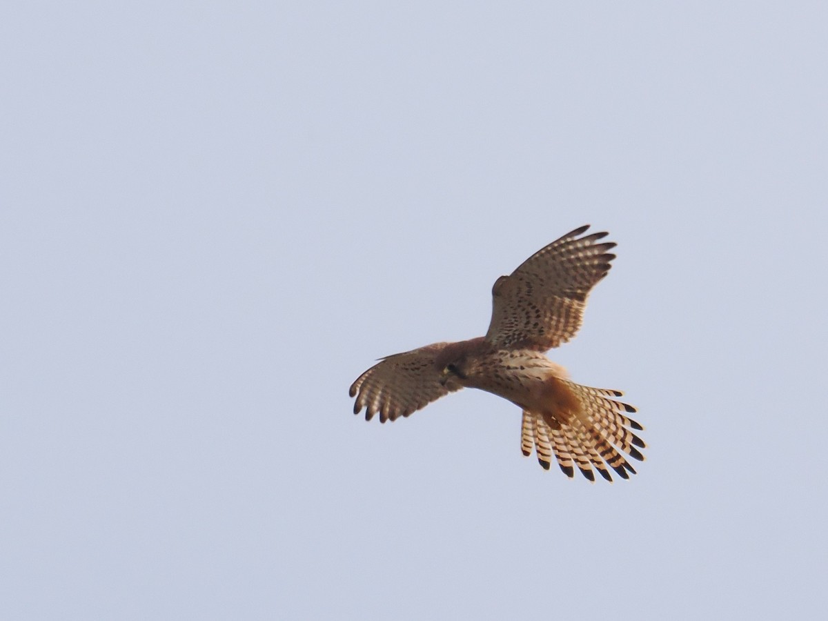 tårnfalk - ML646525689