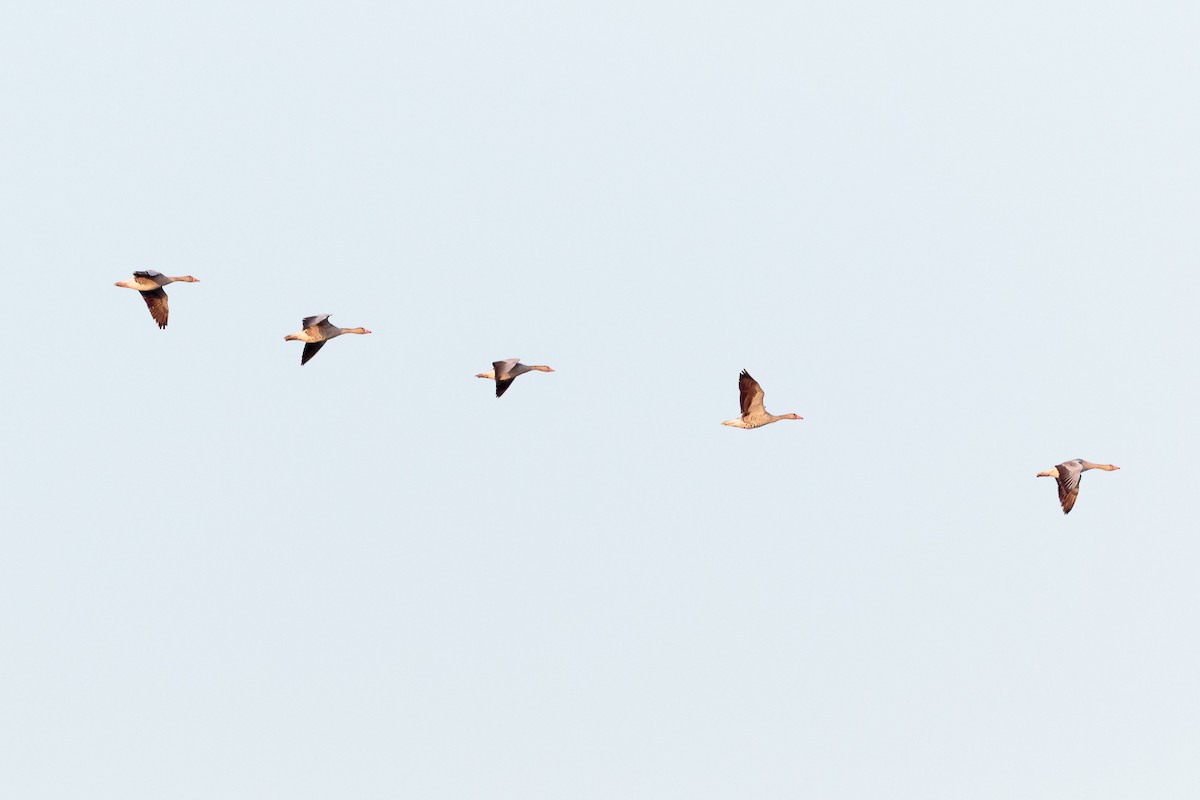 Бор галуу - ML646525692