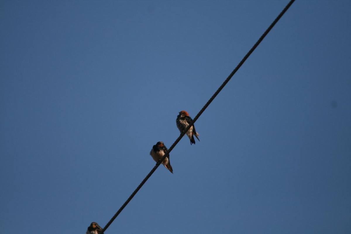 Lesser Striped Swallow - ML646525693