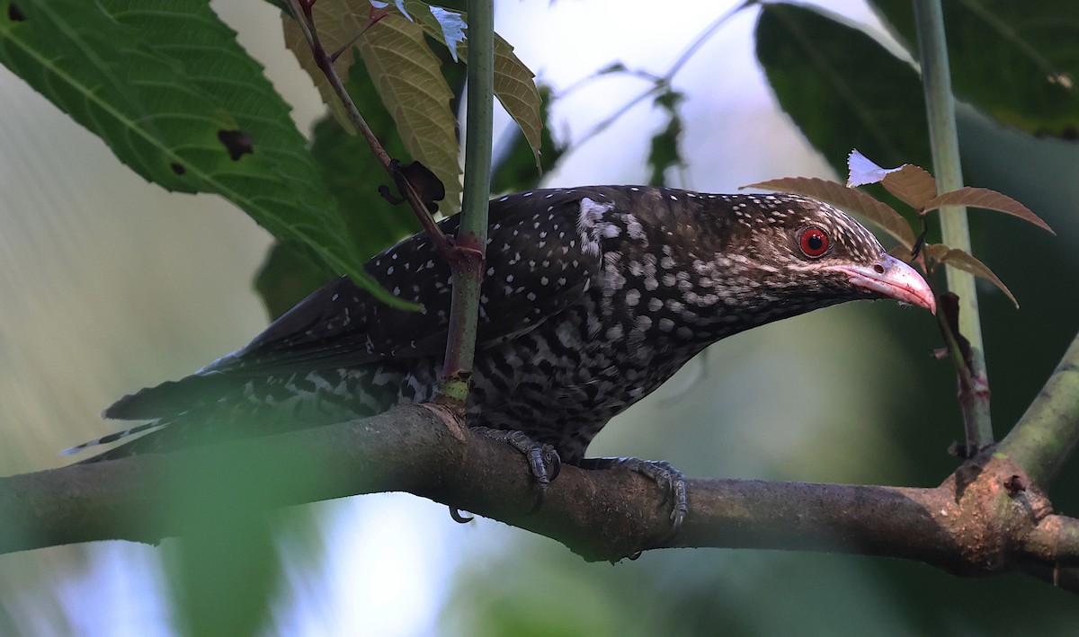 Коэль - ML646525697