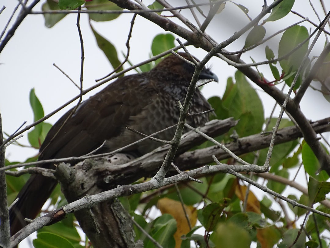 Chachalaca Oriental - ML646525699