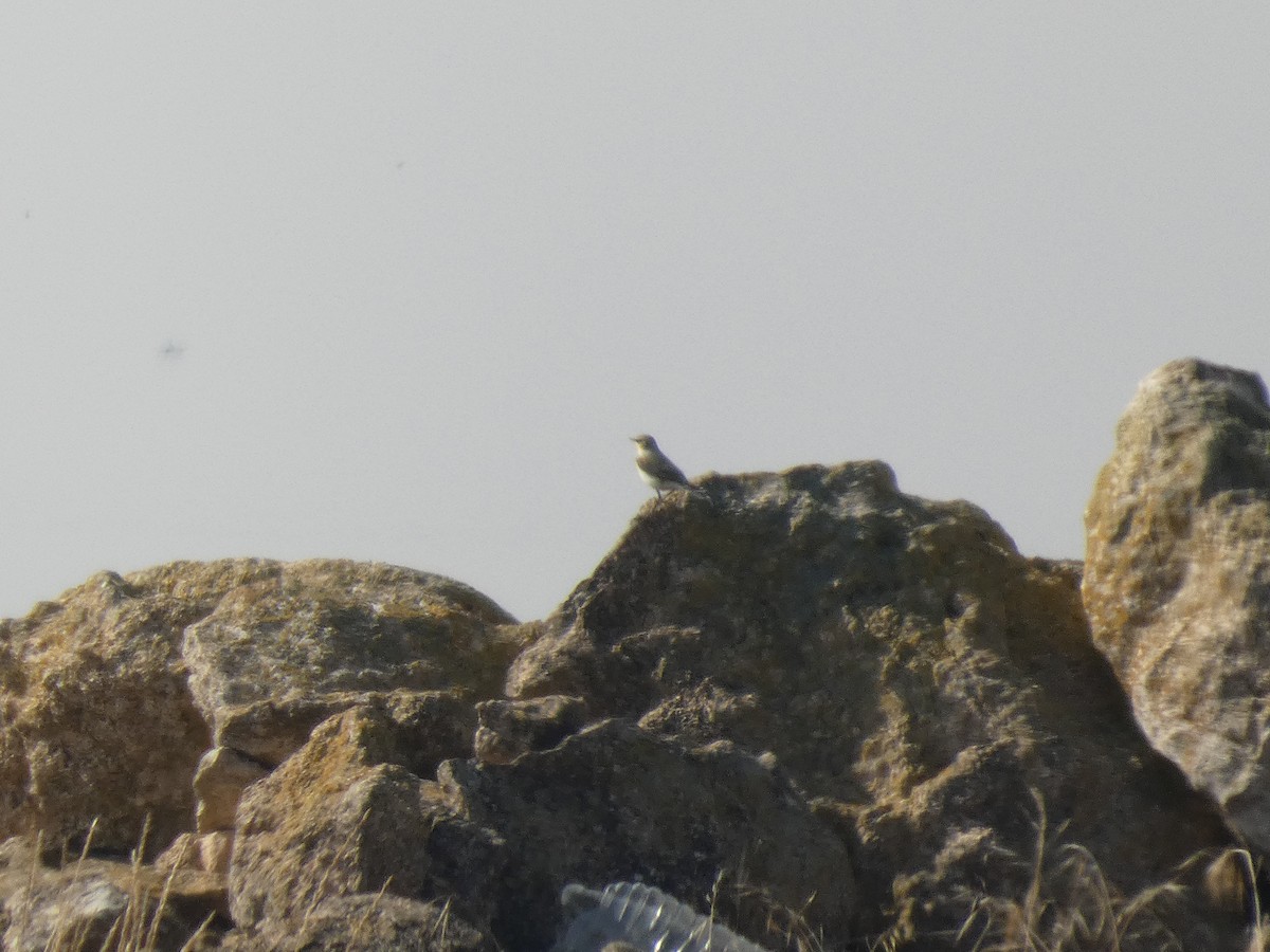 Northern Wheatear - ML646525700