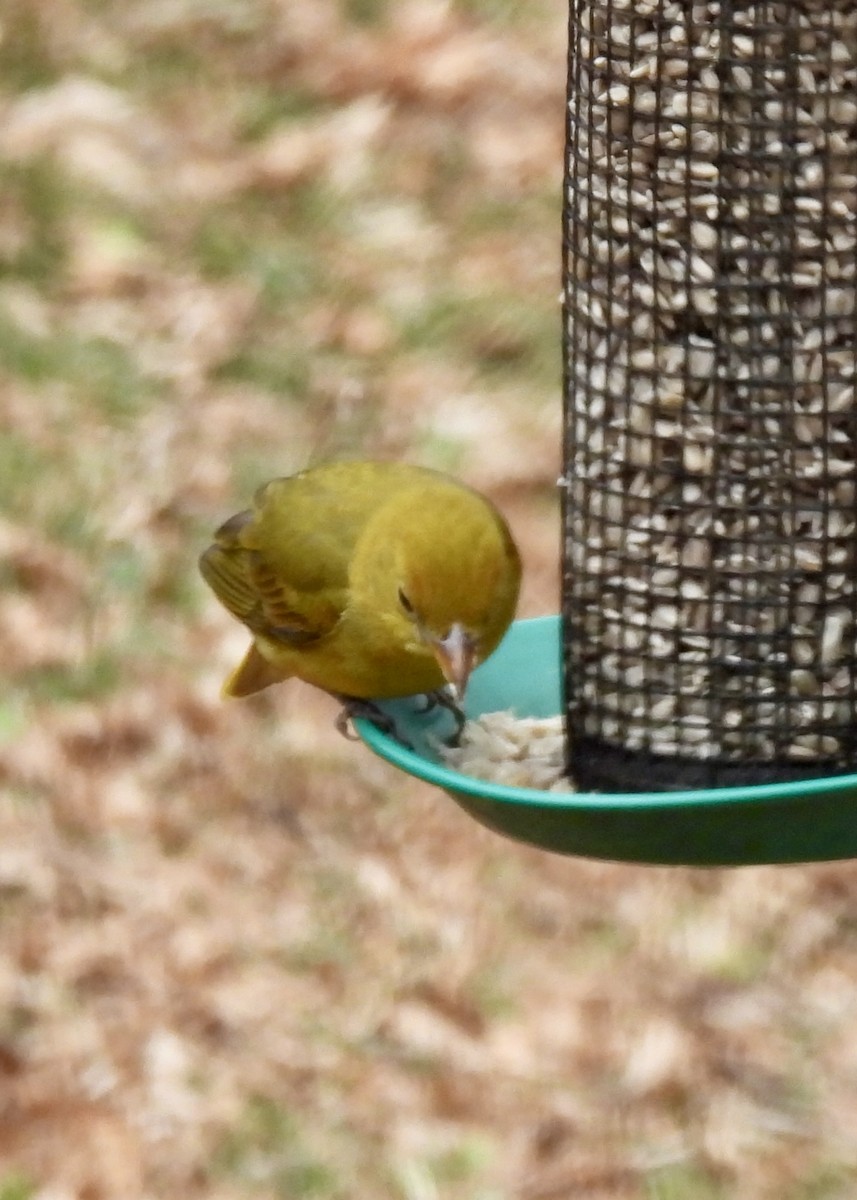Summer Tanager - ML646525701