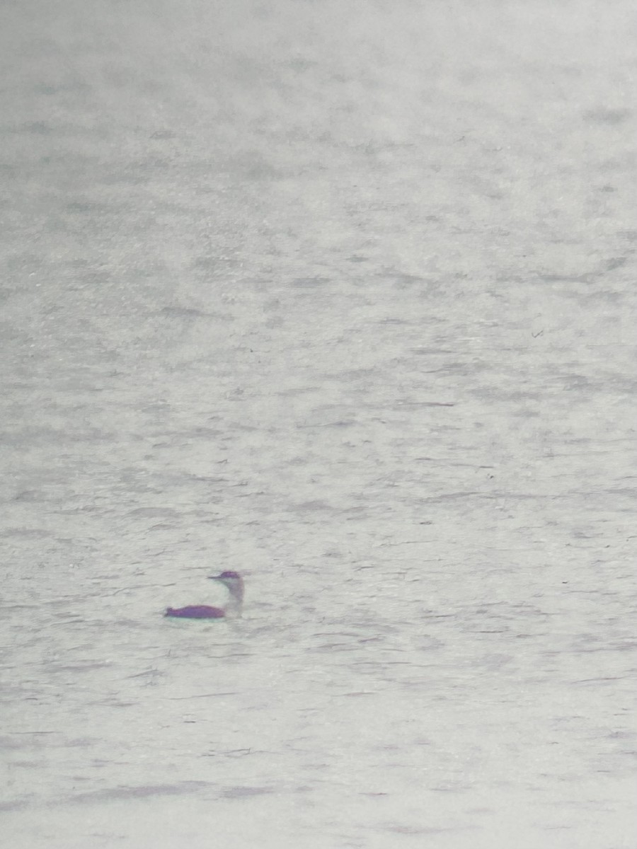 アビ - ML646525703