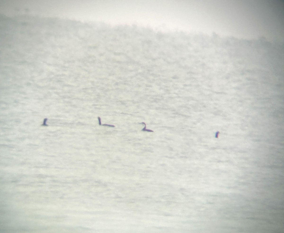 アビ - ML646525704