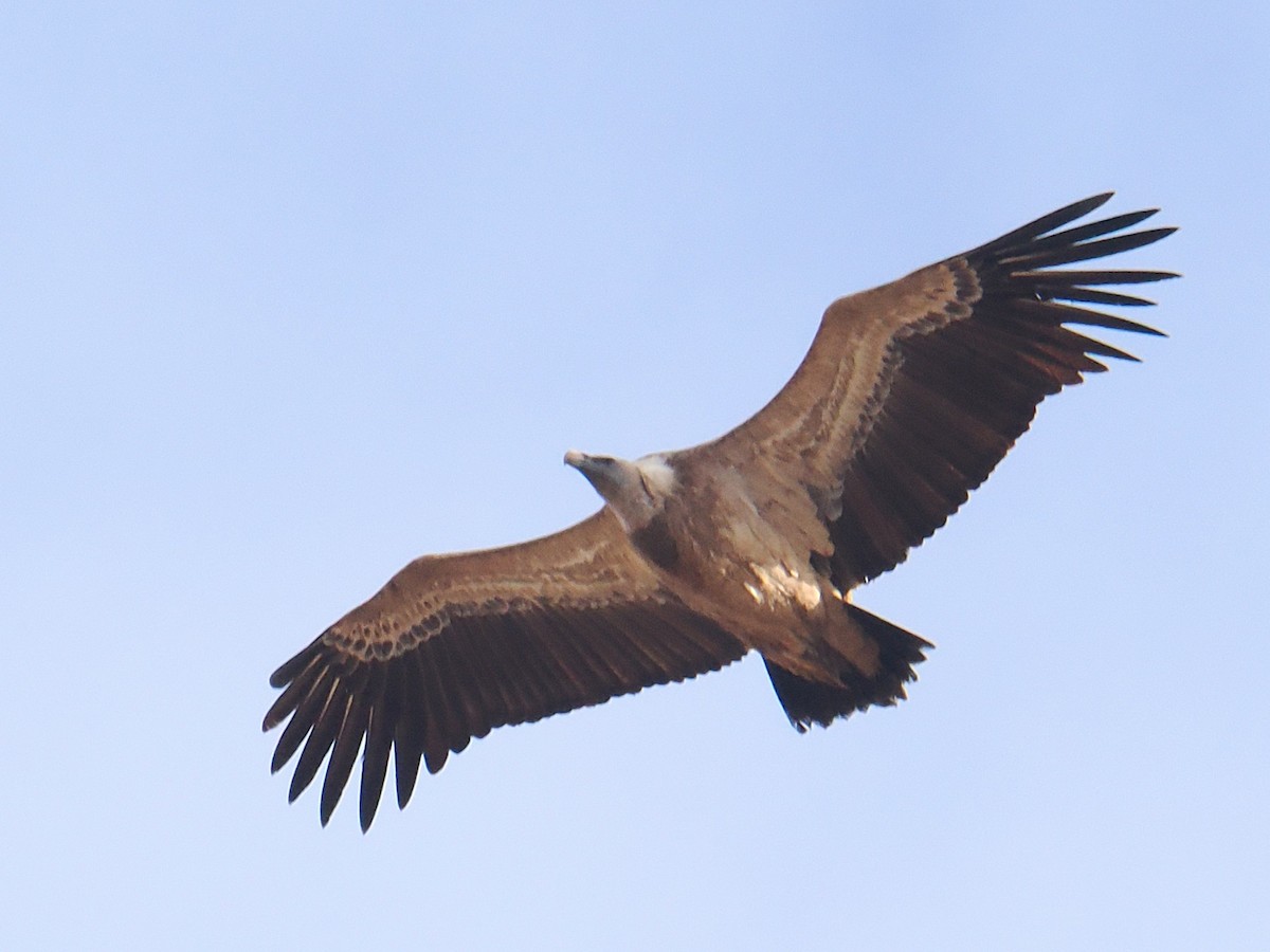 gåsegribb - ML646525708