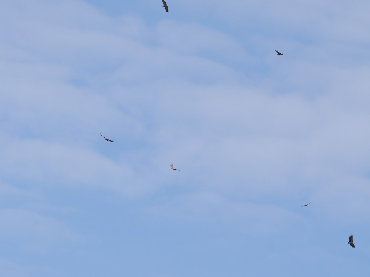 gåsegribb - ML646525709