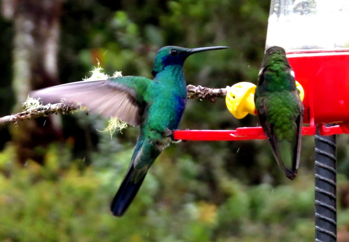 アオミミハチドリ - ML646525714