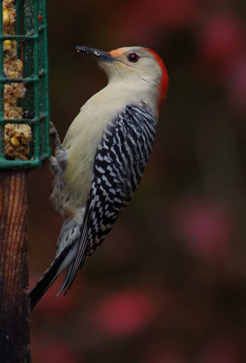 Red-bellied Woodpecker - ML646525718