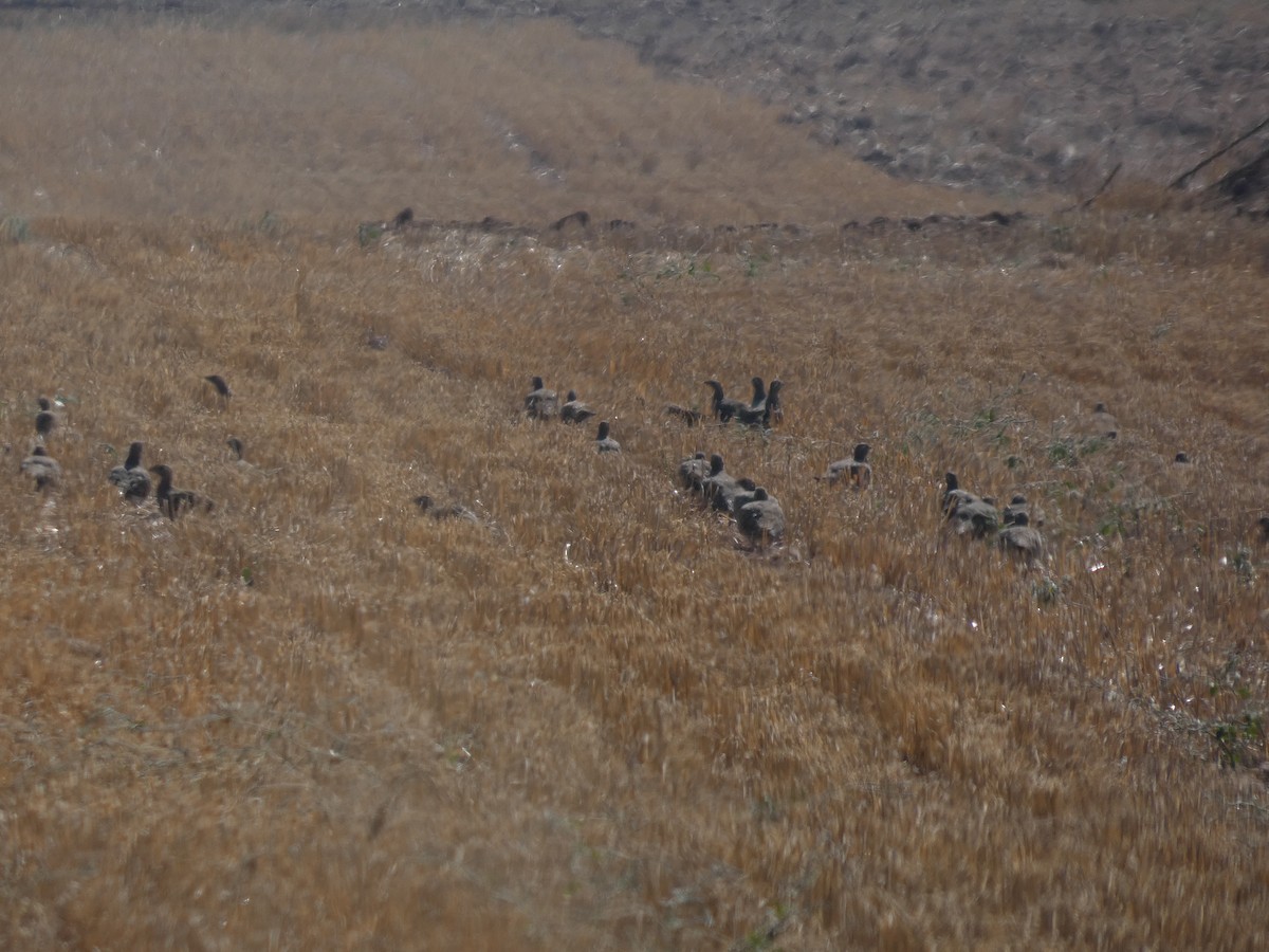 Pin-tailed Sandgrouse - ML646525721