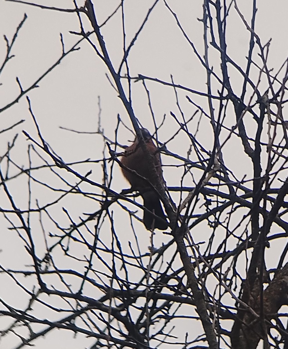 Eurasian Jay - ML646525722