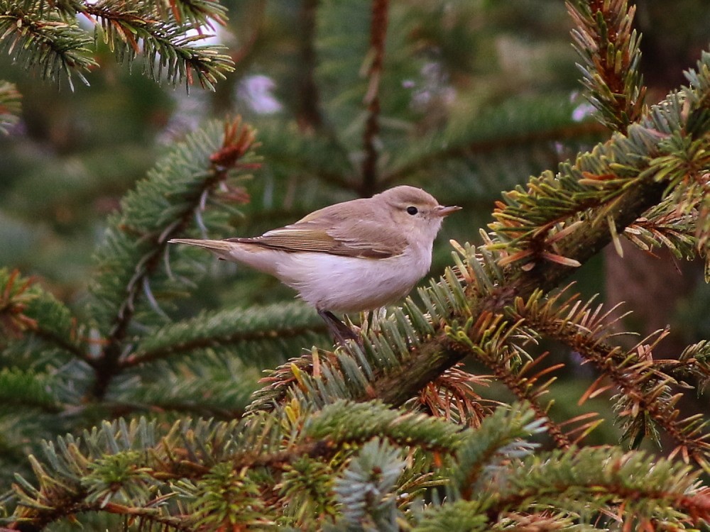 budníček balkánský - ML646525726