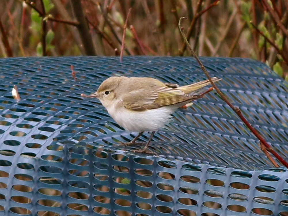 budníček balkánský - ML646525727