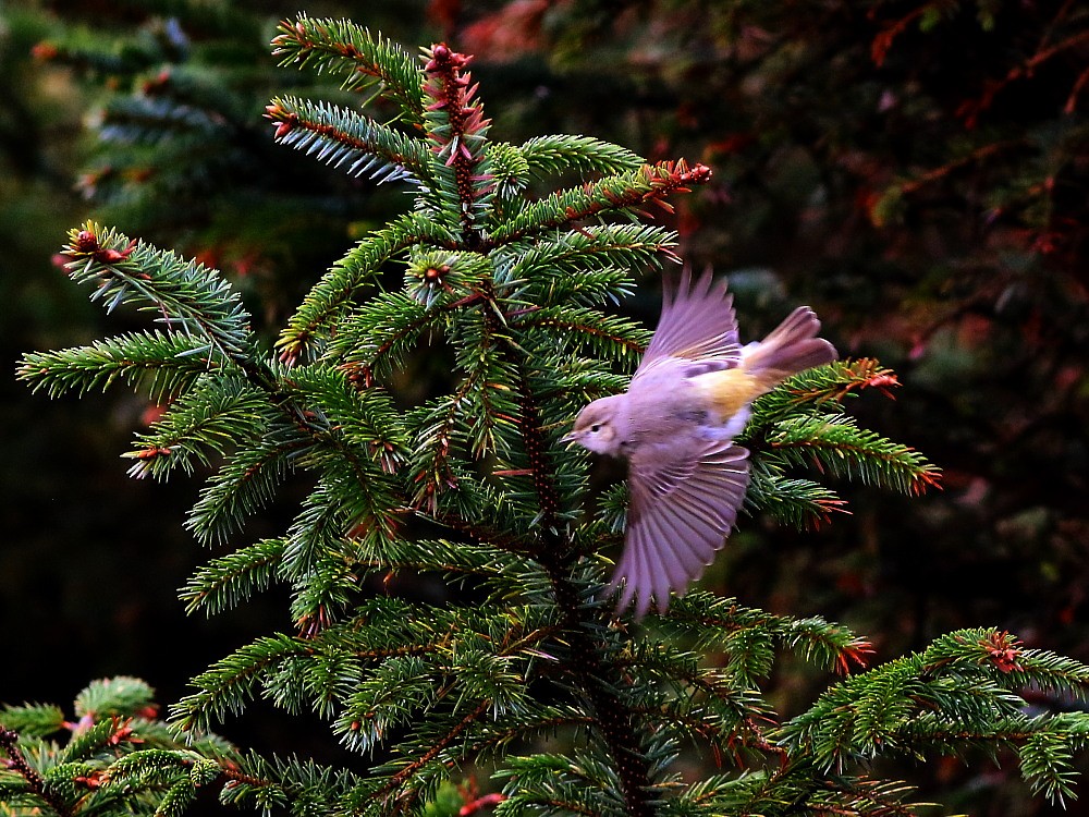 budníček balkánský - ML646525728