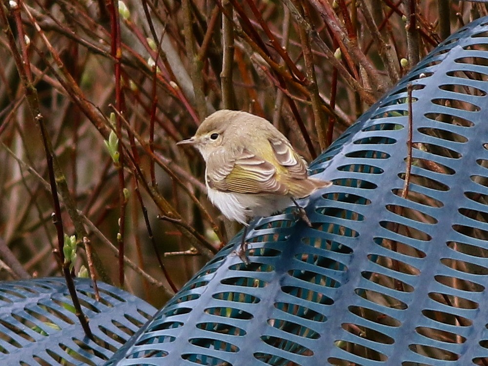 budníček balkánský - ML646525729