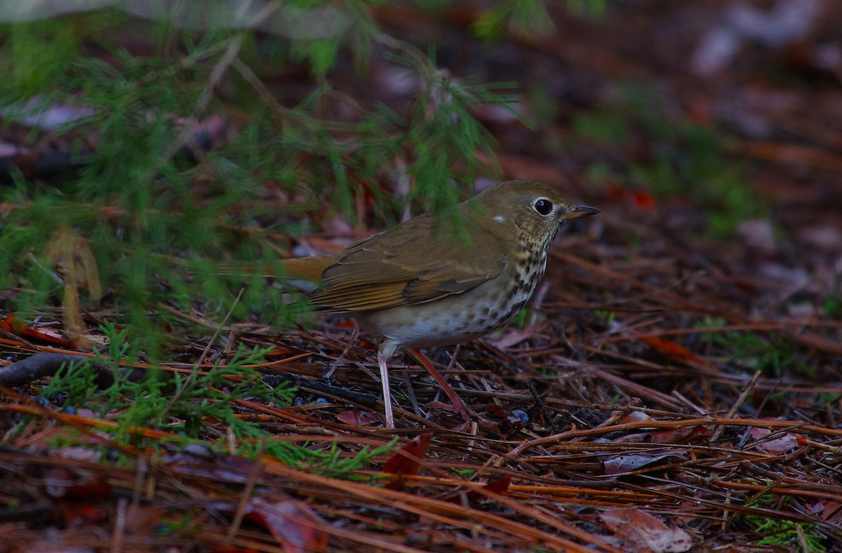 Einsiedler-Musendrossel - ML646525749