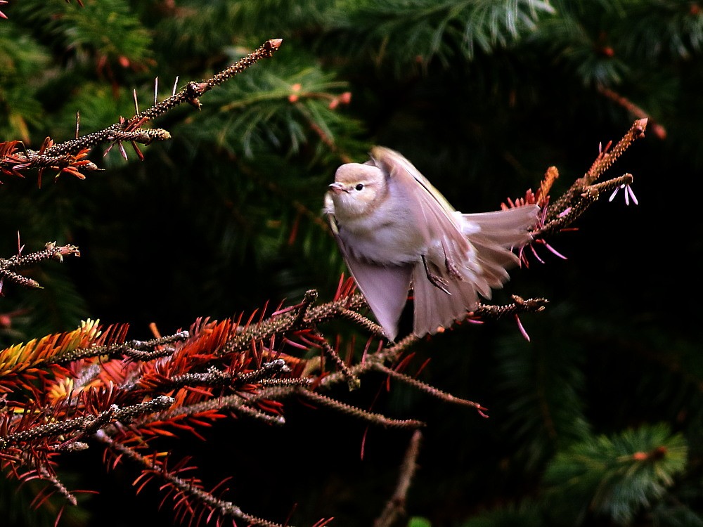 budníček balkánský - ML646525750