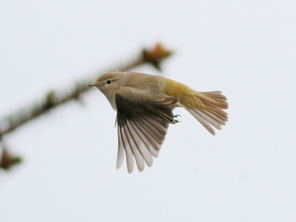 budníček balkánský - ML646525751