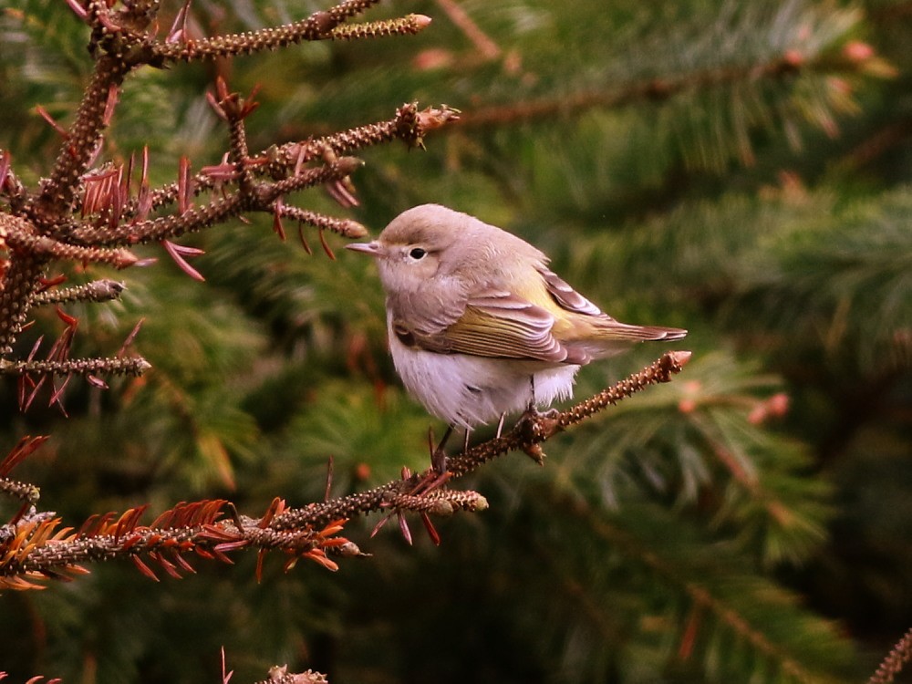 budníček balkánský - ML646525752