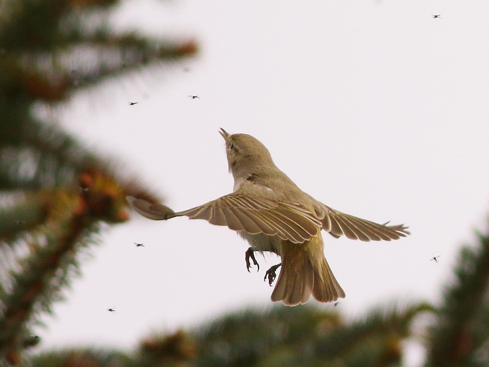 budníček balkánský - ML646525753