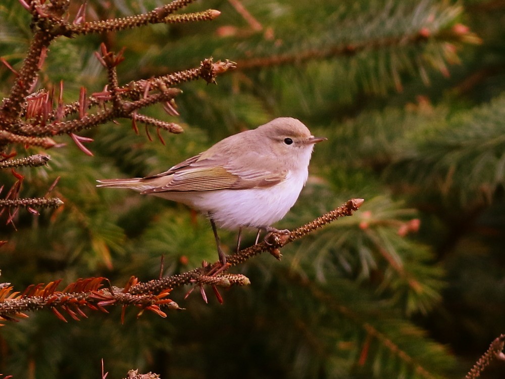 budníček balkánský - ML646525754