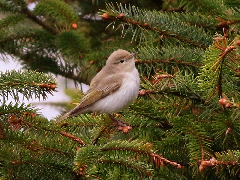 budníček balkánský - ML646525755