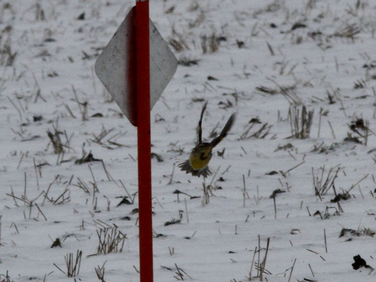 Western Meadowlark - ML646525756