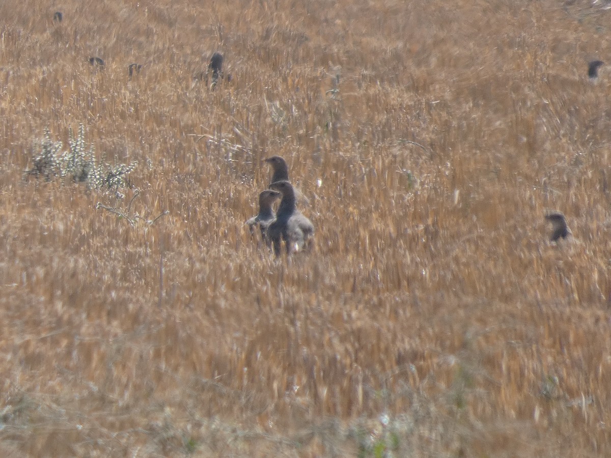 Pin-tailed Sandgrouse - ML646525759