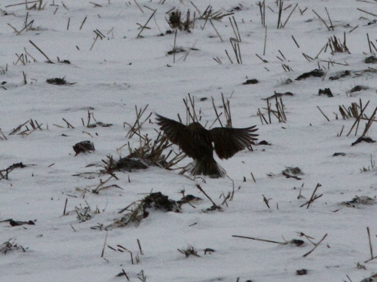 Western Meadowlark - ML646525760