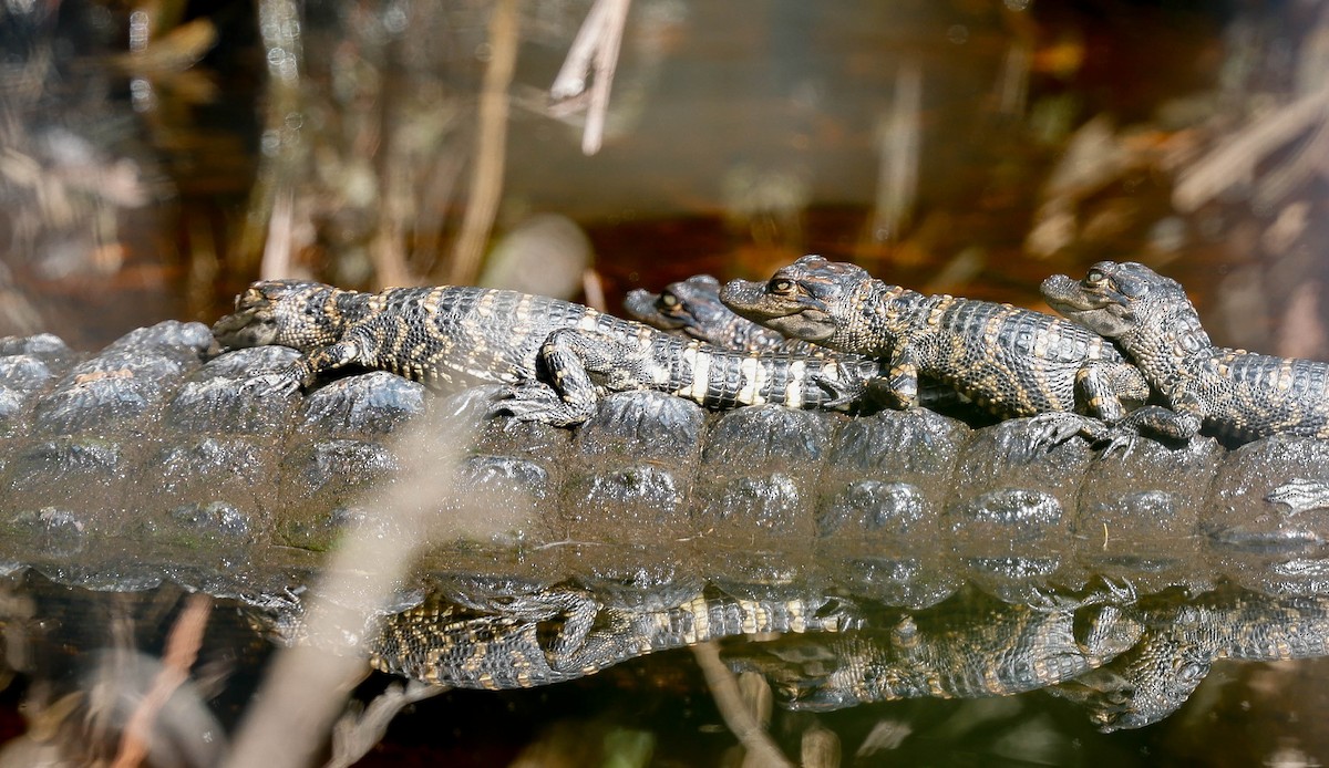 Animals - ML646525761