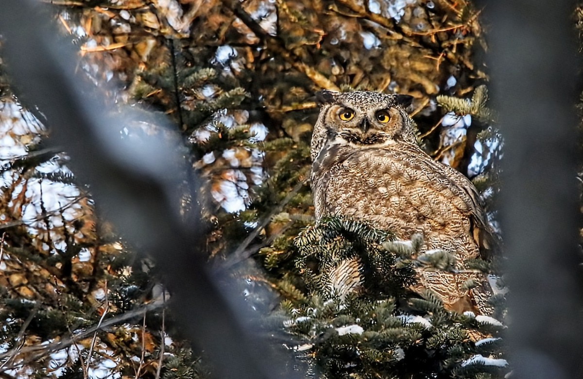 Great Horned Owl - ML646525768