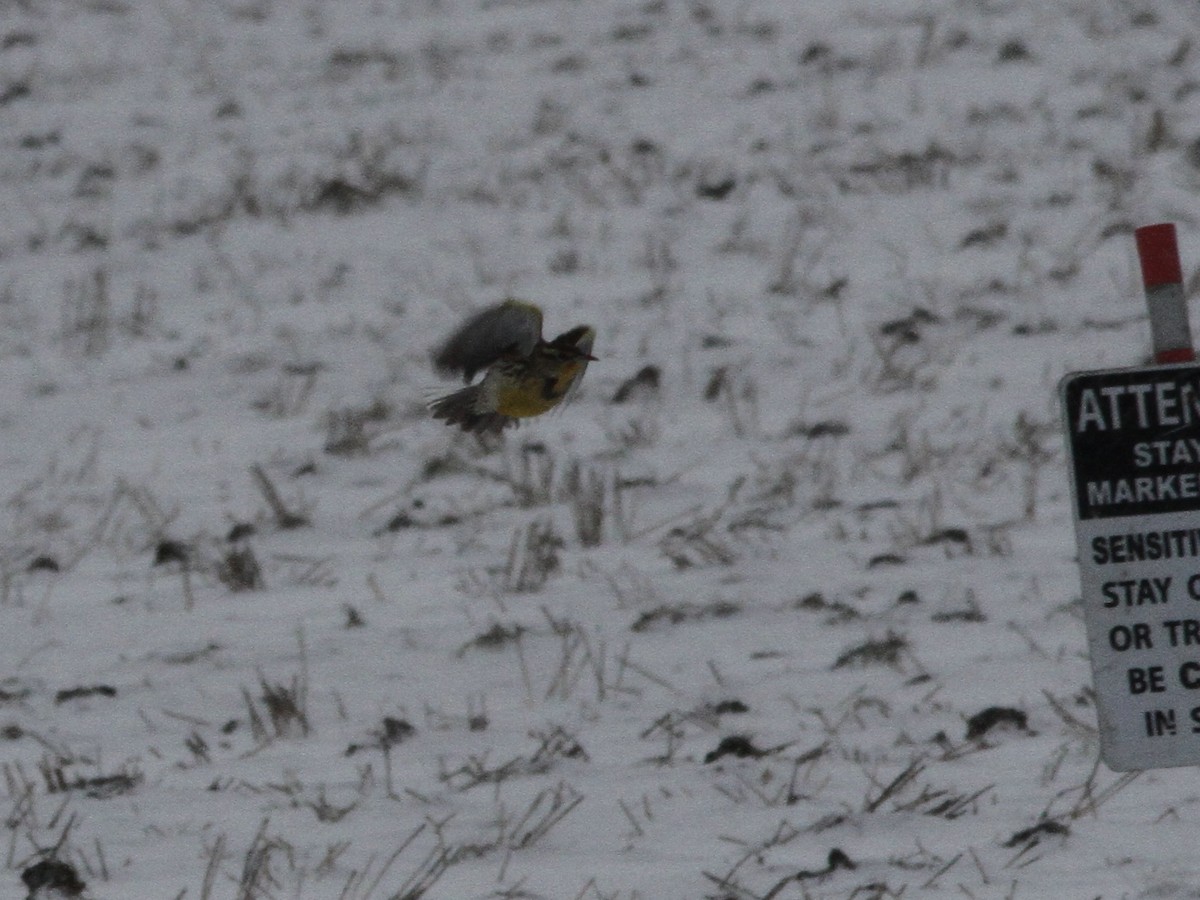 Western Meadowlark - ML646525769