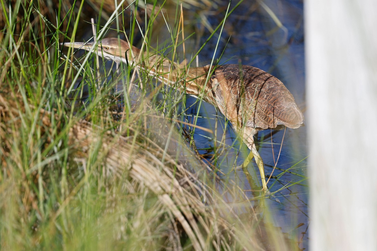 American Bittern - ML646525774