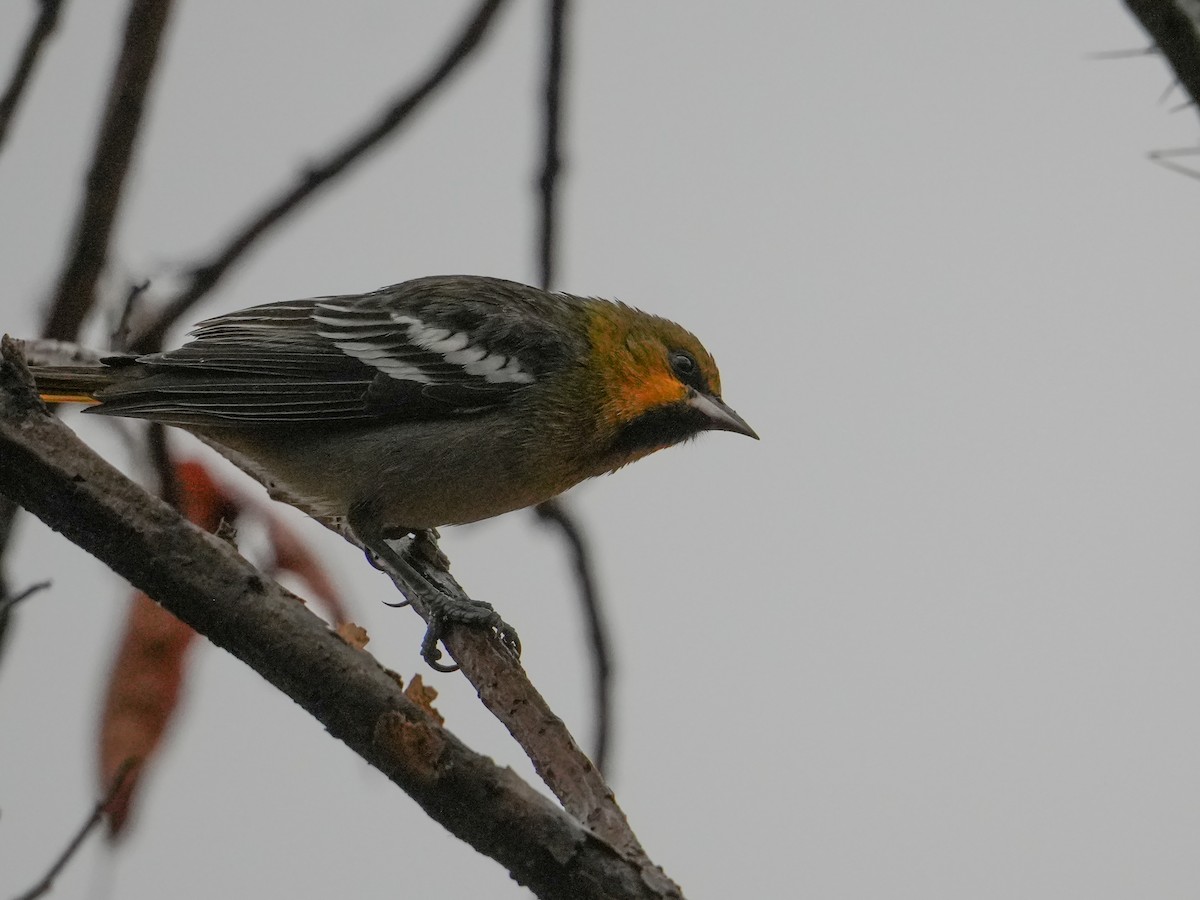 Мексиканский трупиал - ML646525776