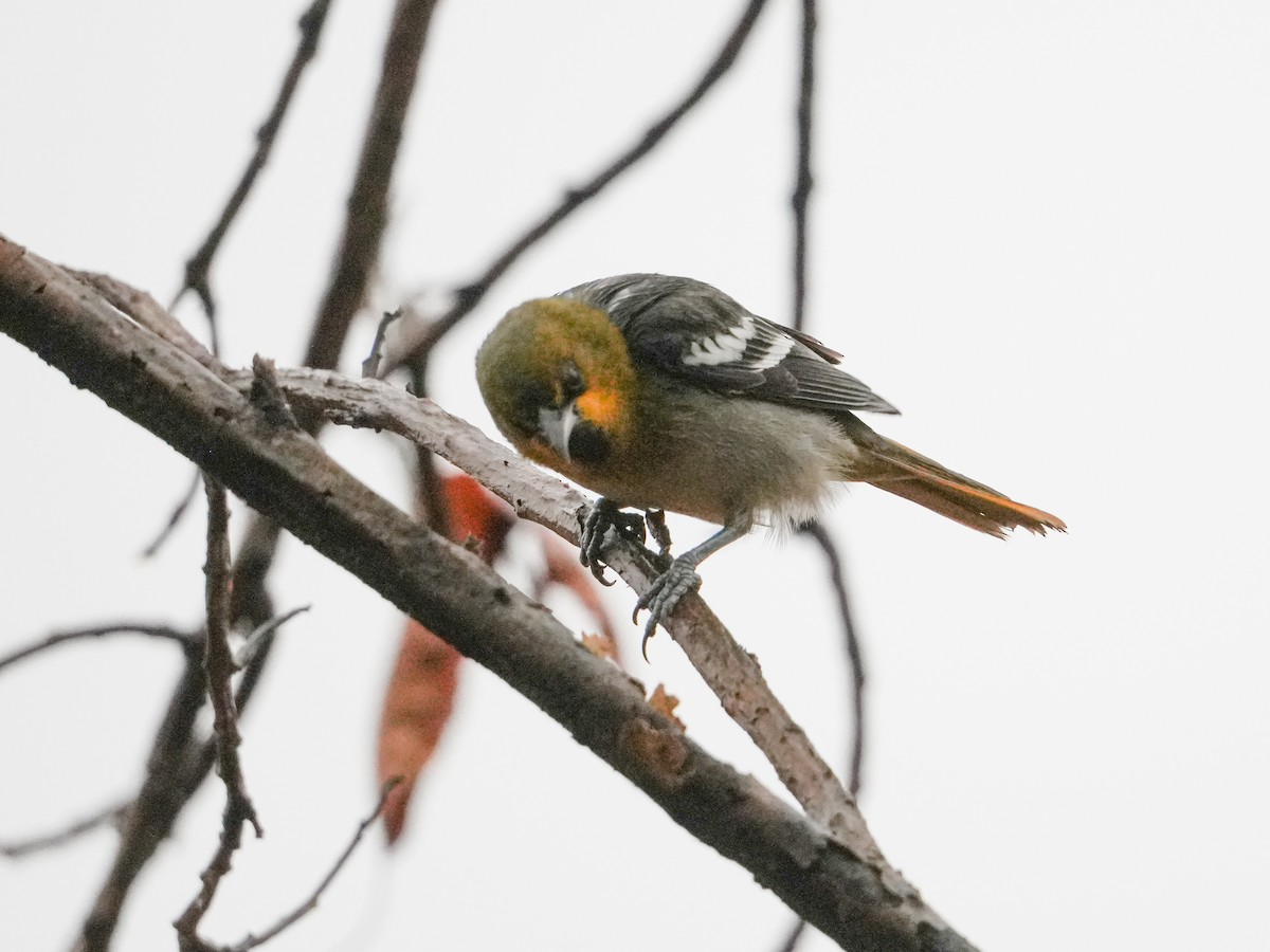 Мексиканский трупиал - ML646525777