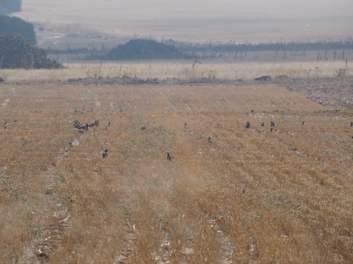 Pin-tailed Sandgrouse - ML646525781
